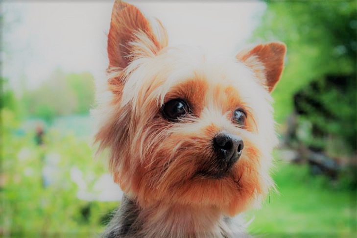Yorkies